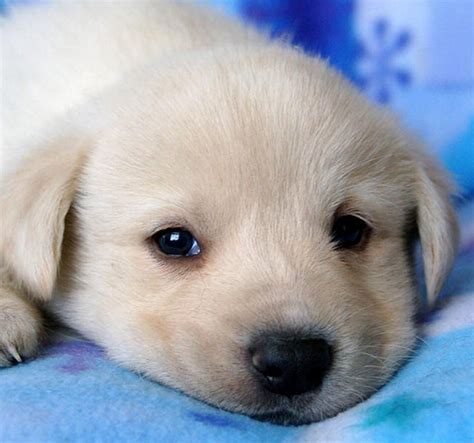 Cute Puppy Face Pictures Of Pyrenees Dog Making Adorable