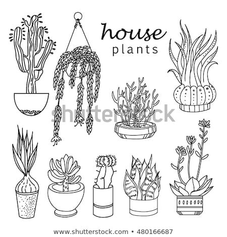 Find over 100+ of the best free flower art images. Illustration Houseplants Indoor Office Plants Pot Stock ...