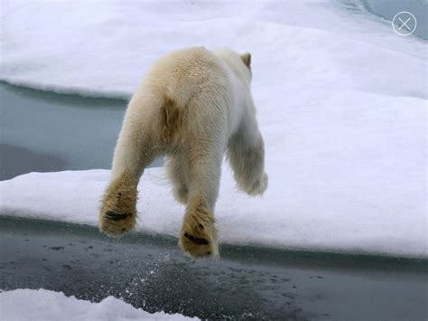 Polar Bear Jumping Ice Polar Bear Polar Bear