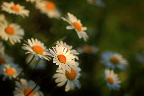 Free Photo Close Up Photography Of Daisies Beautiful Bloom