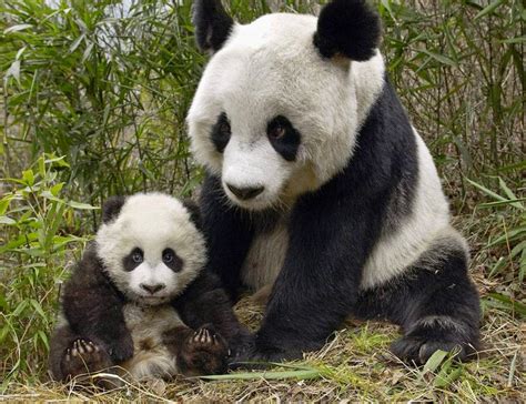 Download Panda Bear Wallpaper Cute Cubs Image By Stacieluna Baby