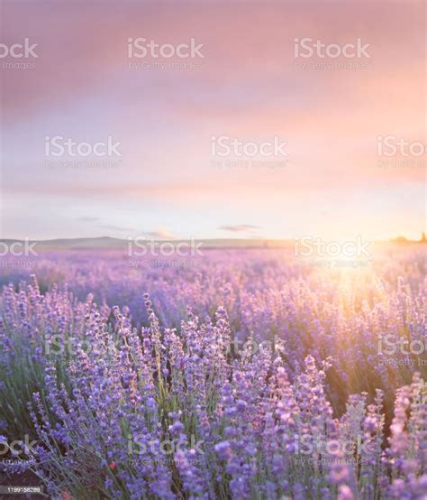 여름 라벤더 필드를 통해 일몰 하늘 프랑스 프로방스의 보라색 라벤더 밭에서 일몰 라벤더 식물에 대한 스톡 사진 및 기타 이미지
