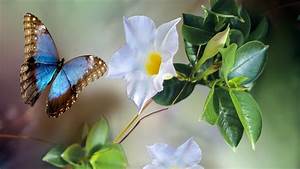 Blue, Brown, Butterfly, Near, White, Flower, 4k, Hd, Butterfly