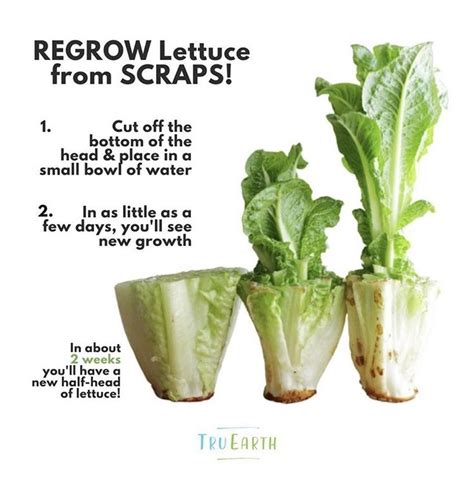 Pin By Ash Waiwaiole On How Does Your Garden Grow Regrow Lettuce