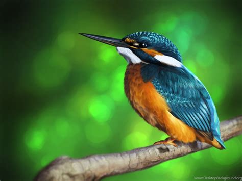 Hd Kingfisher Wallpapers And Photos Desktop Background