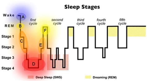 Stages Of Sleep What Happens When You Sleep