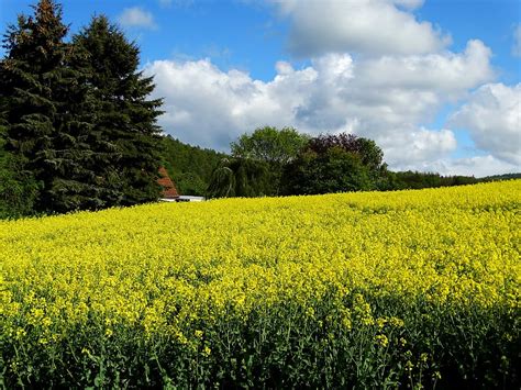 Hd Wallpaper Field Of Rapeseeds Oilseed Rape Plant Agriculture