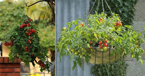 Secrets Of Growing Tomatoes In Hanging Basket