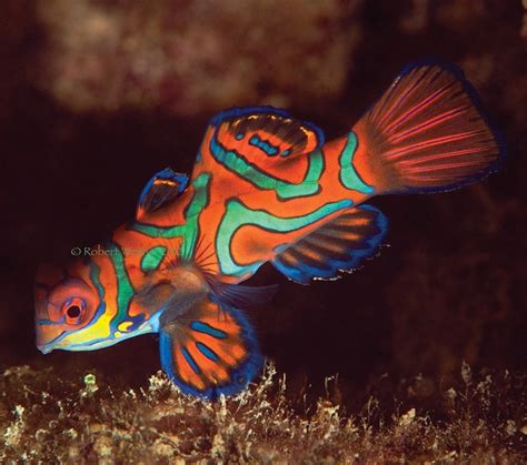 19 Best Images About Cool Looking Fish On Pinterest Underwater World