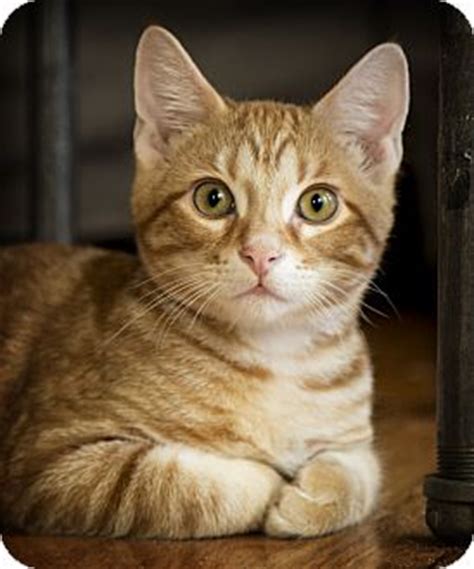 Except maybe hinsdale (go lths lions!). Chicago, IL - Domestic Shorthair. Meet Uzu a Kitten for ...