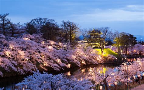 Takada Cherry Blossom Festival Travel Japan Japan National Tourism