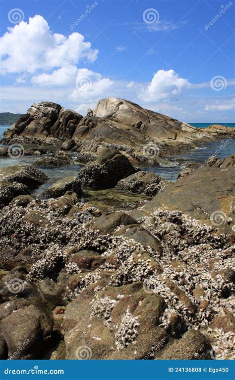 Stones On The Tropical Beach Stock Photo Image Of Pebble Outdoors