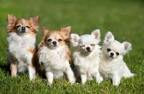 Purebred Chihuahuas In A Garden In Spring Chihuahua In 2020 Cute