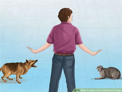How To Save A Cat Attacked By Dogs 12 Steps With Pictures