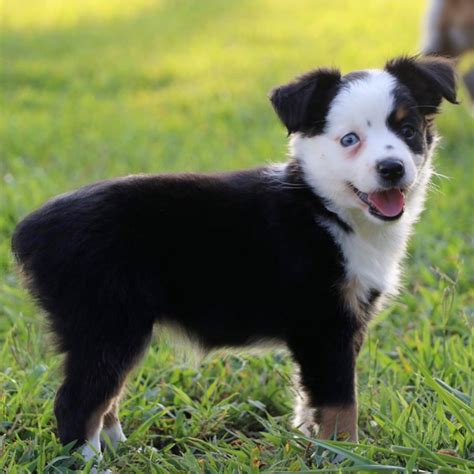 Miniature Australian Shepherd Female Id8707 Lb Central Park Puppies