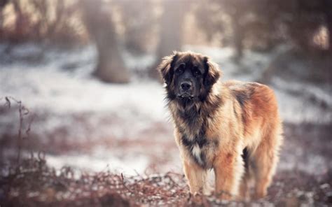 Caucasian Shepherd Dog Everything You Need To Know Pettime