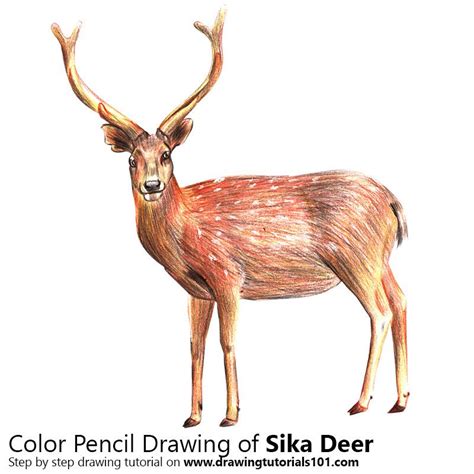 Sika Deer With Color Pencils Time Lapse Colored Pencils Deer