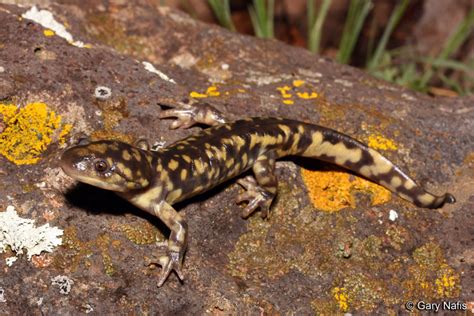 Arizona Tiger Salamander Ambystoma Mavortium Nebulosum