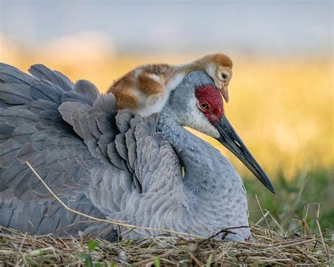 The 2021 Audubon Photography Awards Winners And Honorable Mentions