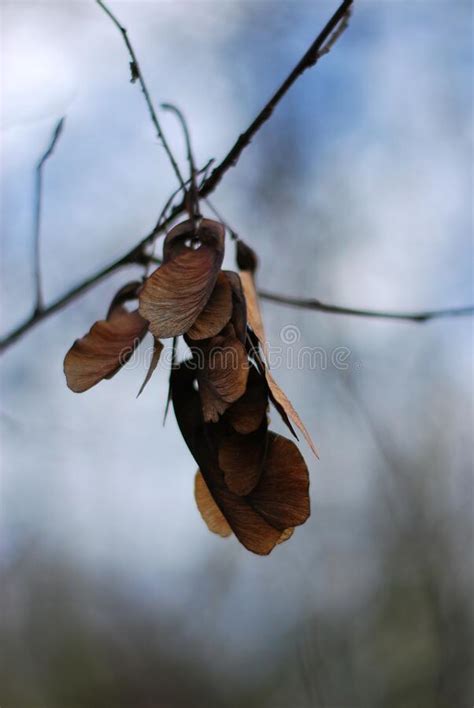 Maple Seed Stock Image Image Of Forest Leaf Seed 266119843