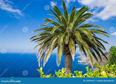 Palm Branch Against The Sky Green Palm Leaf On Blue Stock Image