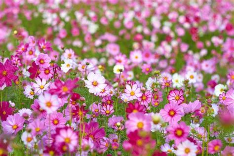 How To Grow Cosmo Flowers Blooming Anomaly
