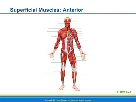 Hap Anterior Muscle Labeling Diagram Quizlet