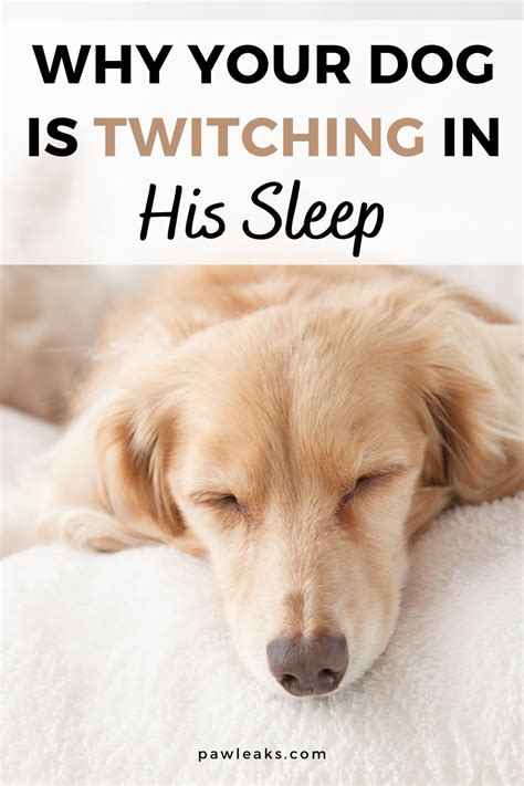 3 Reasons Your Dog Is Twitching In His Sleep Dogs Dog Yawning Puppies