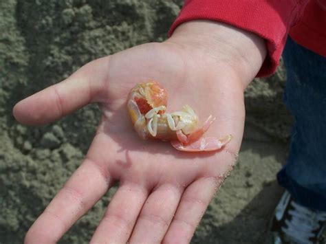 See full list on meethepet.com Five Top Surf Baits for Free!! | Fishthesurf.com ...