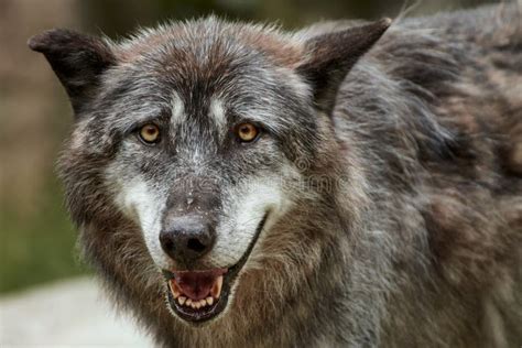 Close Up Of Eastern Timber Wolf Canis Lupus Lycaon Stock Image Image