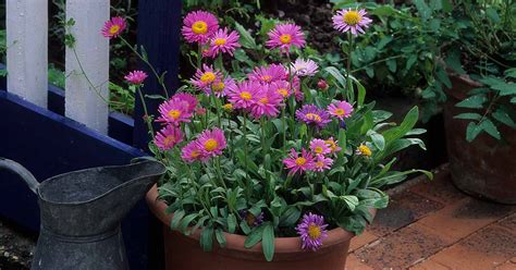 Tips For Growing Asters In Containers Gardeners Path