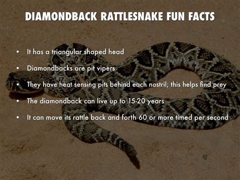 All About Diamondback Rattlesnakes By Kimberly