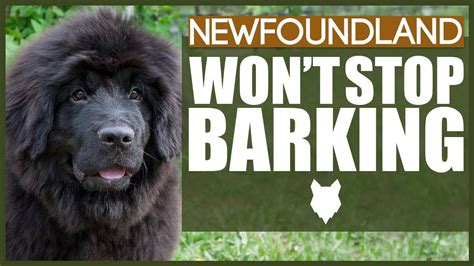 Do Newfoundland Dogs Bark