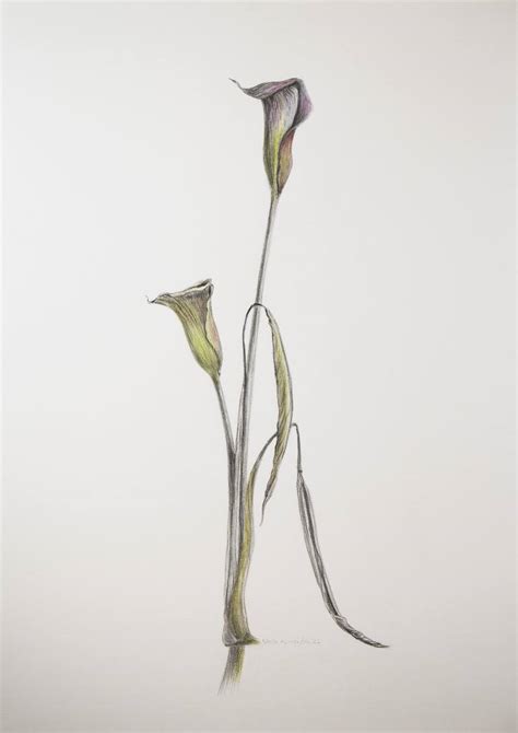 Calla Lily Flower Pencil Drawing