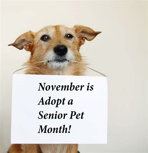 November Is The Aspcas Adopt A Senior Pet Month Are You Considering