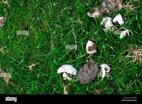 Edible Mushrooms In Grass Lawn Stock Photo Alamy