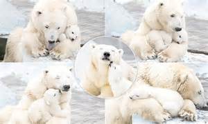 Heartwarming Love In The Freezing Cold A Polar Bear Mother Cuddles Up