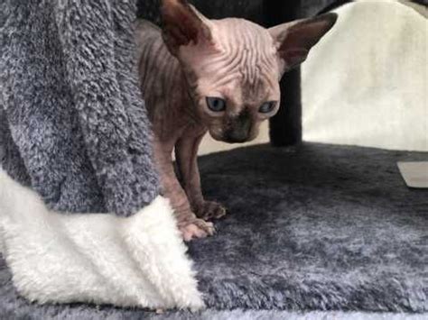 Check out our trending sphynx kittens for sale. Canadian Sphynx Elf kittens for Sale | Stoke On Trent ...