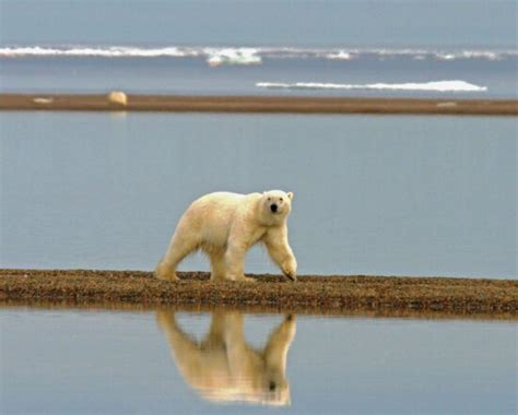 Free Picture Polar Bear Looks Barrier Island Arctic Coast Alaska