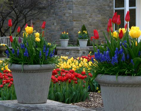 Spring Bulb Container Garden