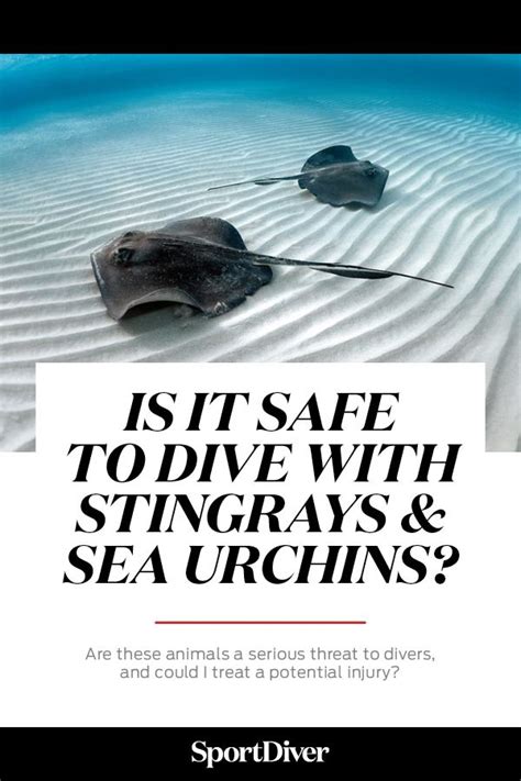 Is It Safe To Scuba Dive With Stingrays And Sea Urchins — Are These