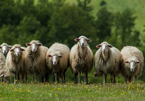 Un loup a attaqué un troupeau de moutons en Valais - rts ...