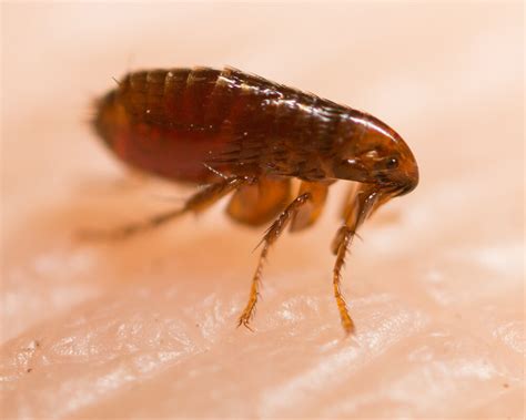 Fleas Premier Pest Control