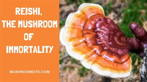 The Four Top Health Benefits Of Reishi Mushrooms Youtube