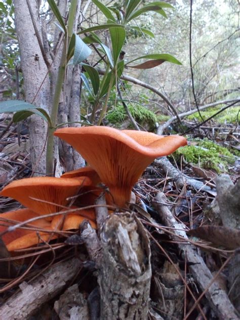 Id Help Identifying Mushrooms Wild Mushroom Hunting