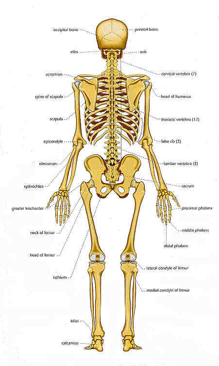 Chart Of Human Bones Rear View
