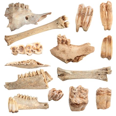 3d Imaging Animal Bone Cuts Provides Insight Into Early Human Practices