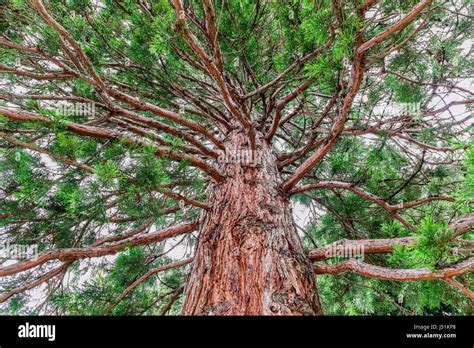 Bottom View Of Tall Old Pine Tree In Forest Stock Photo Alamy