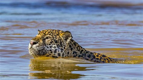 Mother Jaguar Photos Jaguar Vs Croc National Geographic Channel