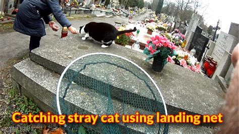 How do you catch a feral cat that's hard to trap? Catching a feral cat using landing net - YouTube